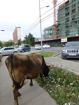 mongolia_cow_in_city_opt